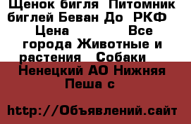 Щенок бигля. Питомник биглей Беван-До (РКФ) › Цена ­ 20 000 - Все города Животные и растения » Собаки   . Ненецкий АО,Нижняя Пеша с.